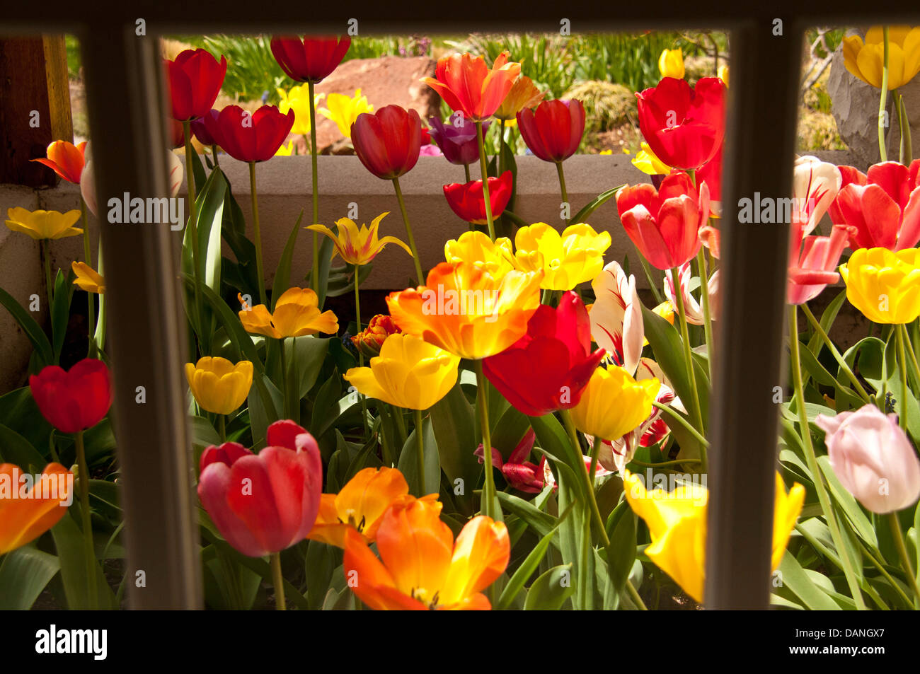 Tulipani colorati attraverso la finestra di una casa in Idaho. Foto Stock