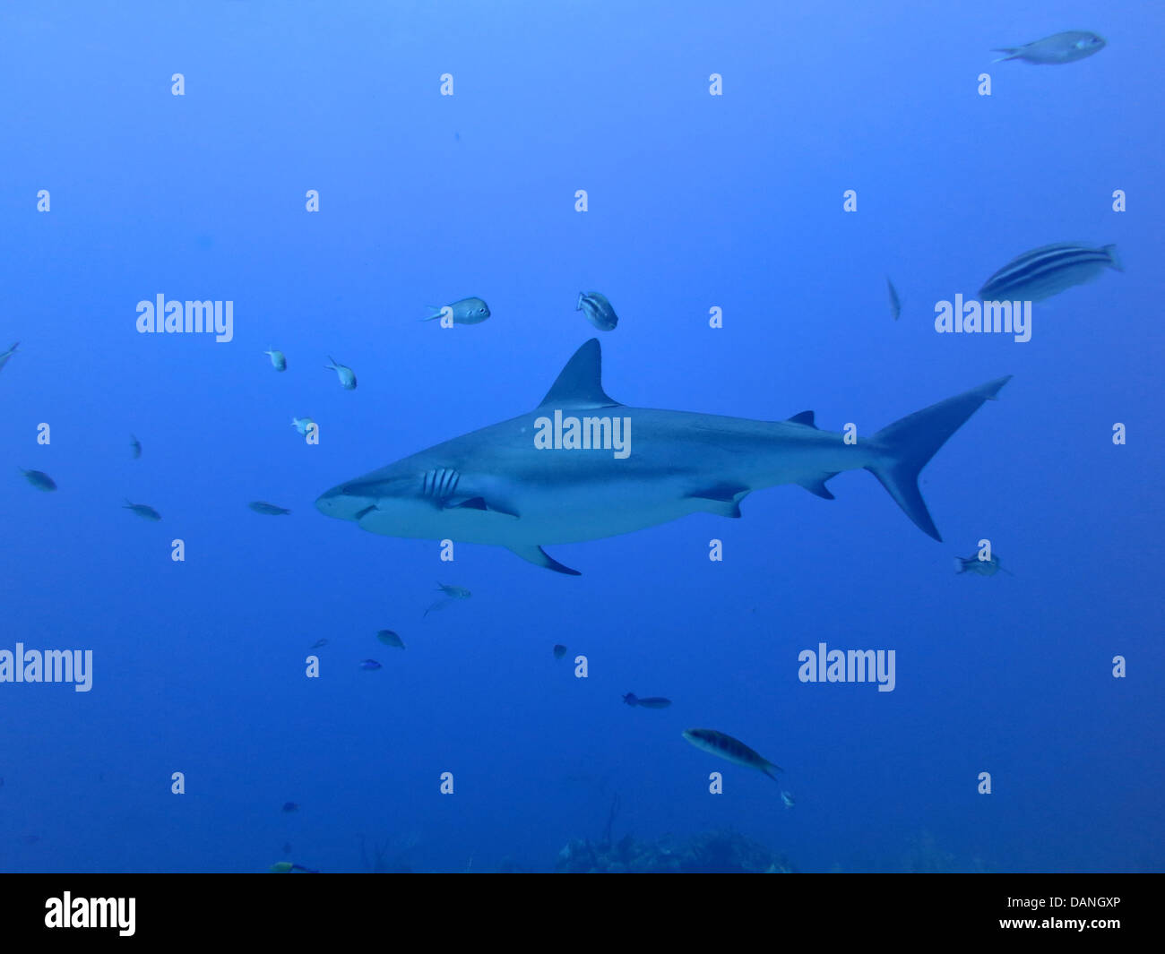 Un reef shark nuotare nell'oceano. Foto Stock