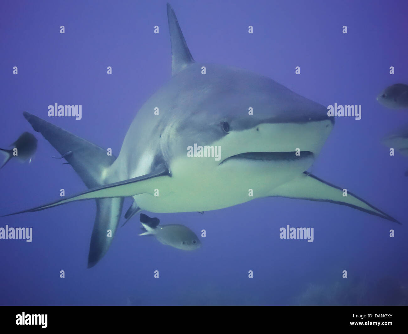 Indietro grandi squali pinna. Foto Stock