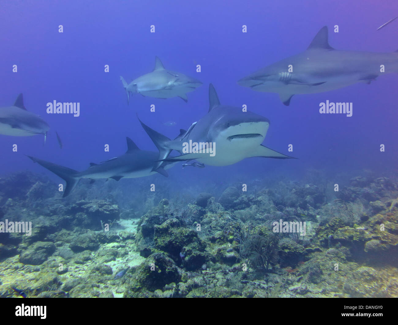Un gruppo di squali di barriera. Foto Stock