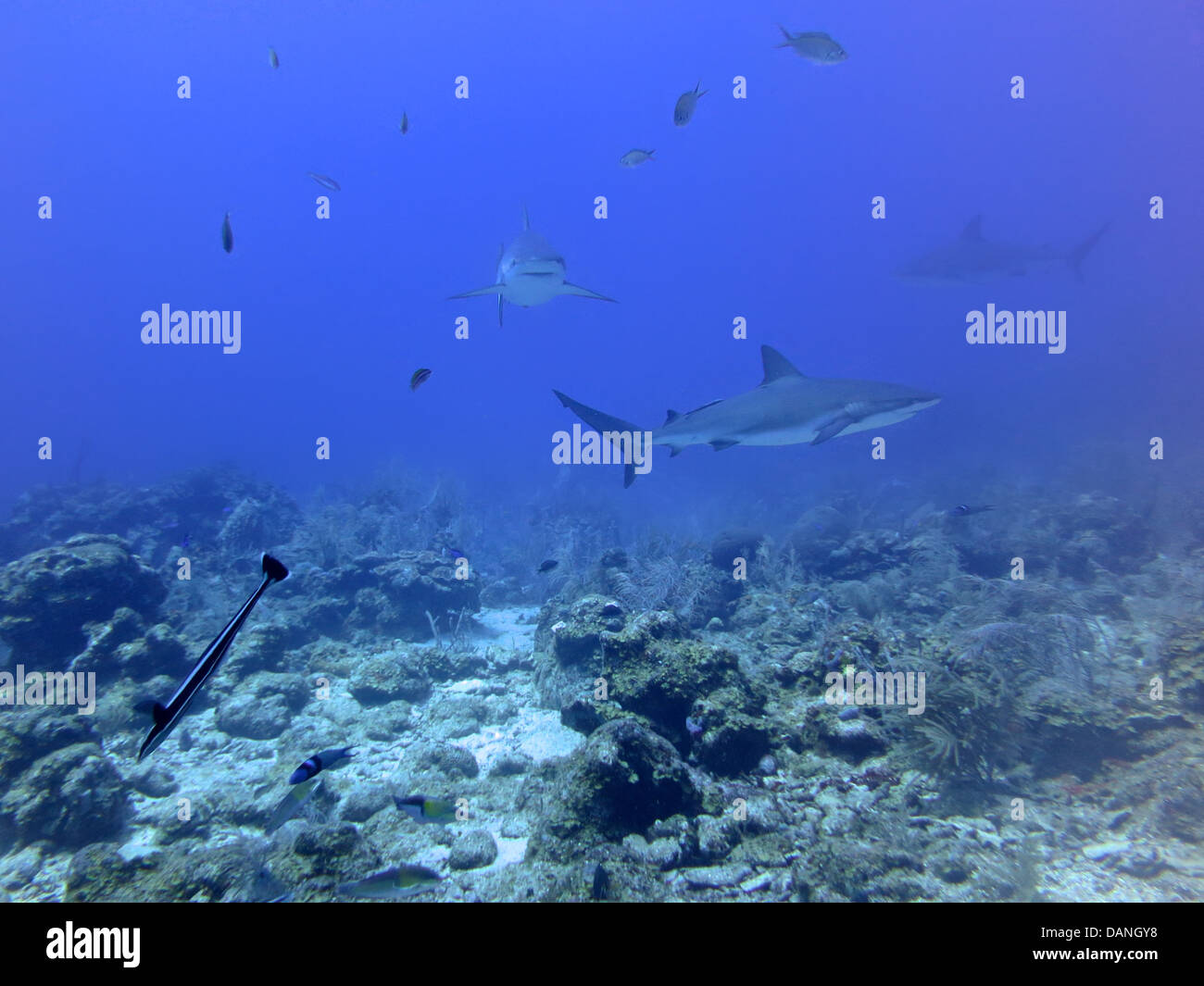 Gli squali in Roatan, Honduras Foto Stock