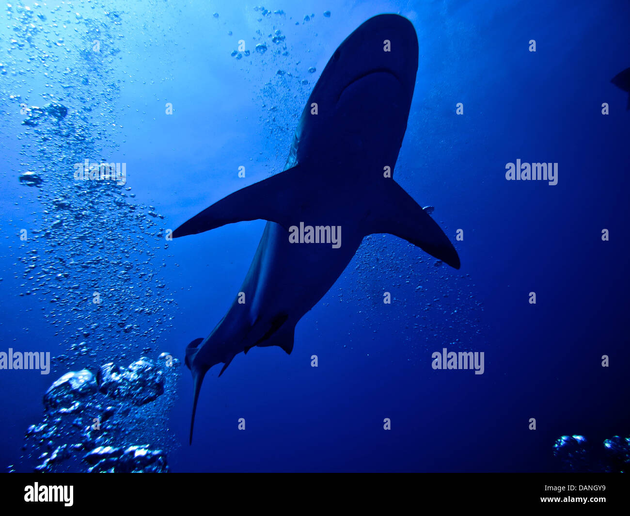 La silhouette di un passaggio di squalo. Foto Stock