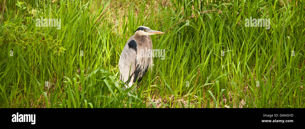 Allevamento di airone blu nel piumaggio sul fiume Boise Greenbelt a Boise, Idaho Foto Stock