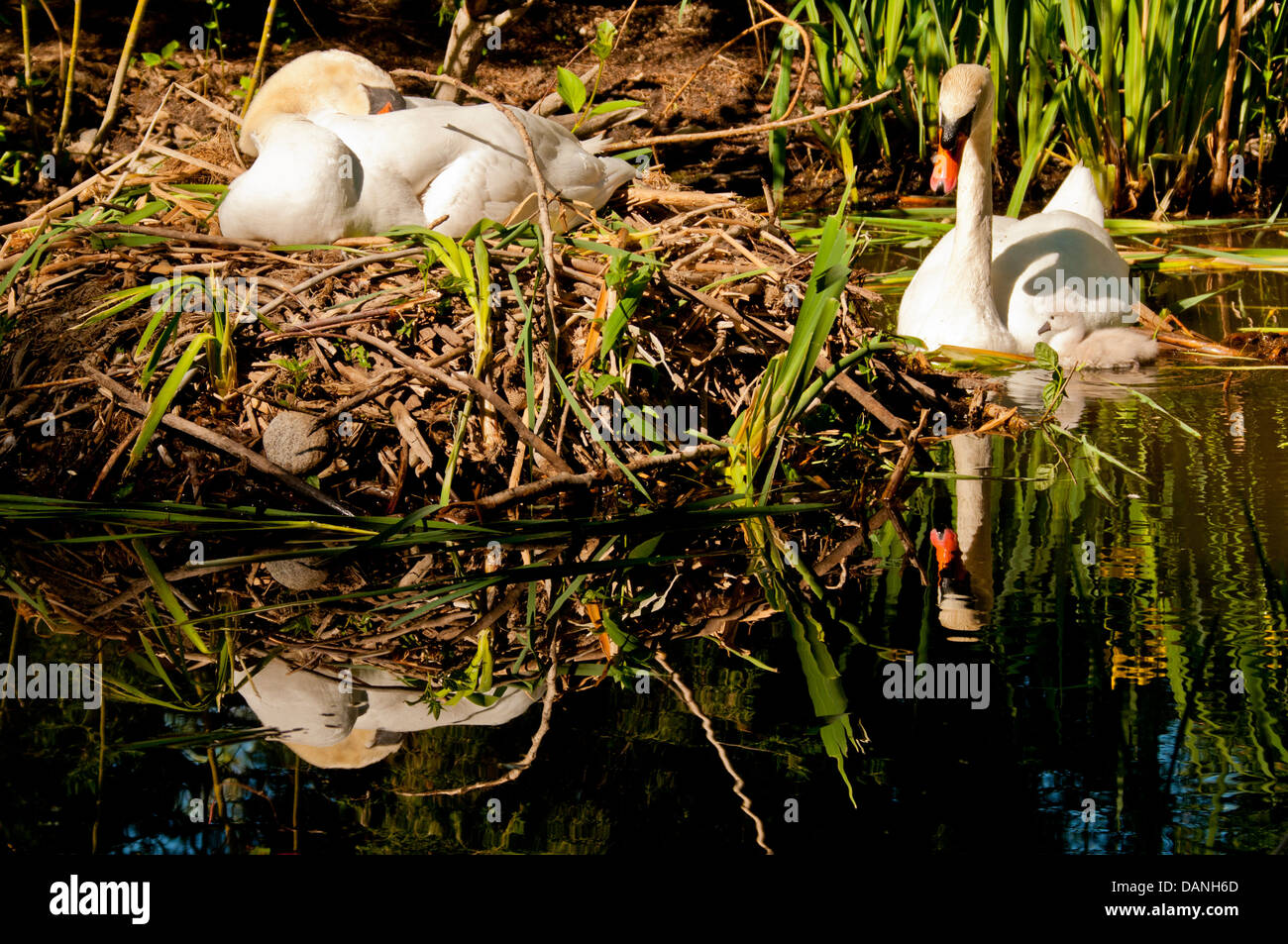 Nidificazione di cigni con nuova Cygnet tratteggiata nella palude lungo il fiume Boise Greenbelt , Boise, Idaho Foto Stock