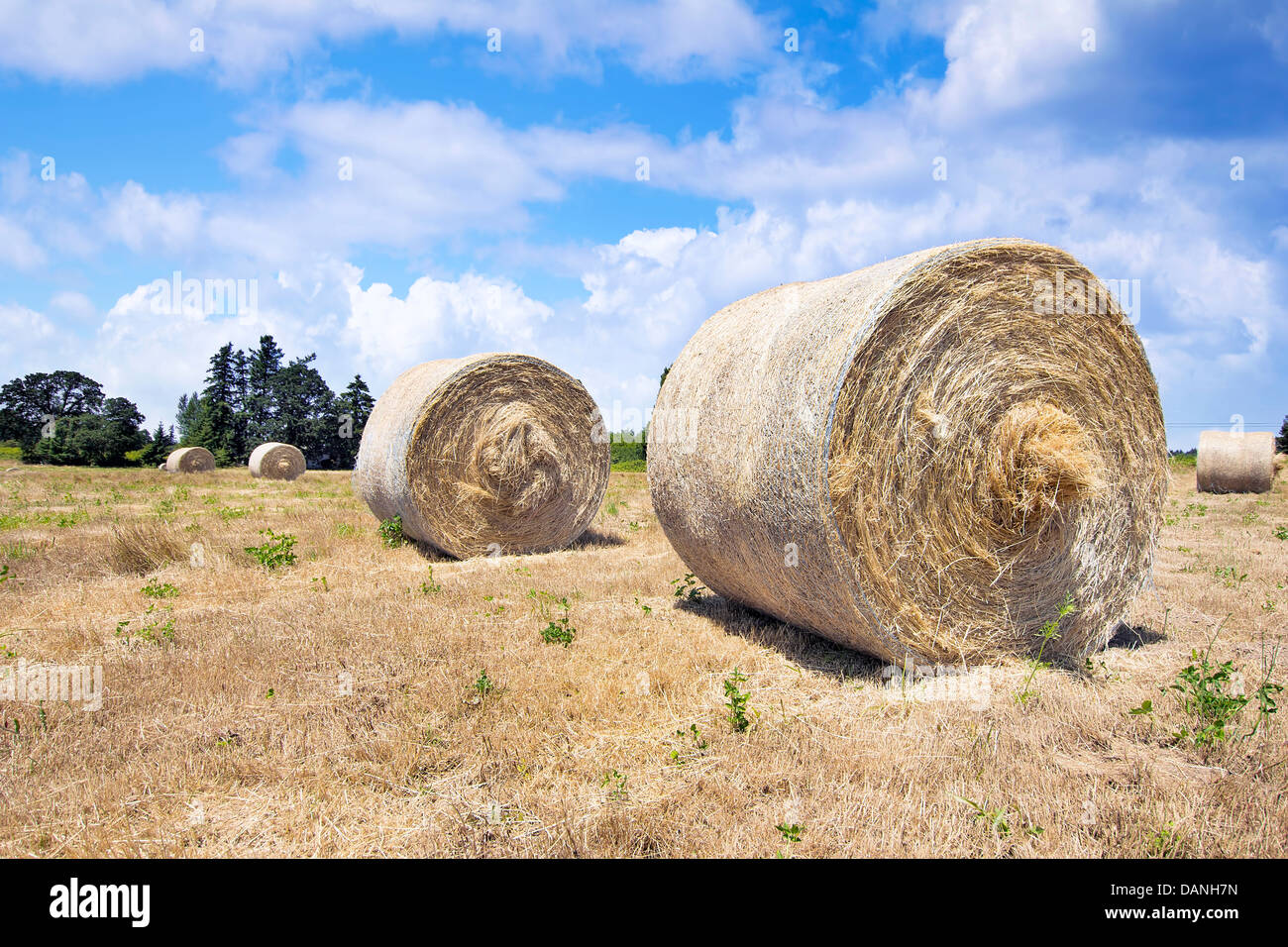 Le balle di fieno nel campo d'erba per il bestiame Foto Stock
