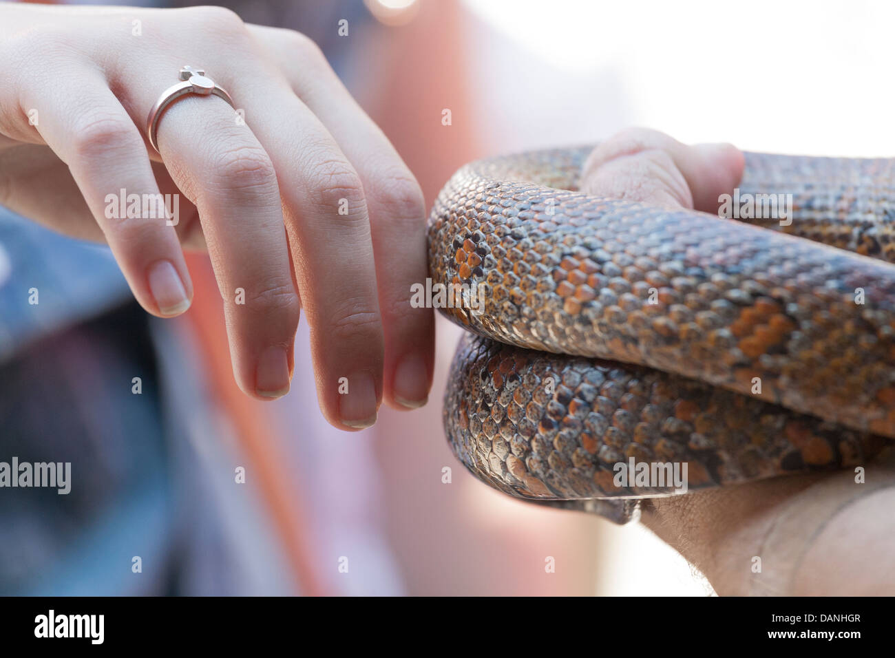 Donna toccando delicatamente un serpente Foto Stock
