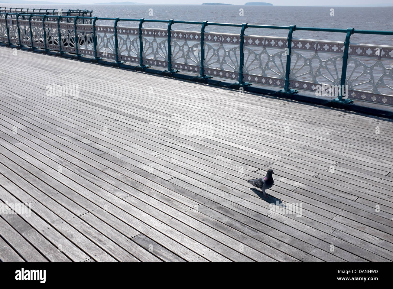 Lone Pigeon Walking on Pier at Penarth South Wales UK Foto Stock