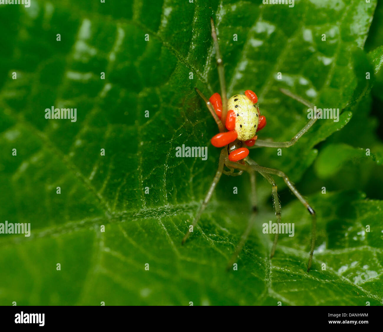 Spider essendo attaccato da acari rosso appollaiato su un impianto a foglia. Foto Stock