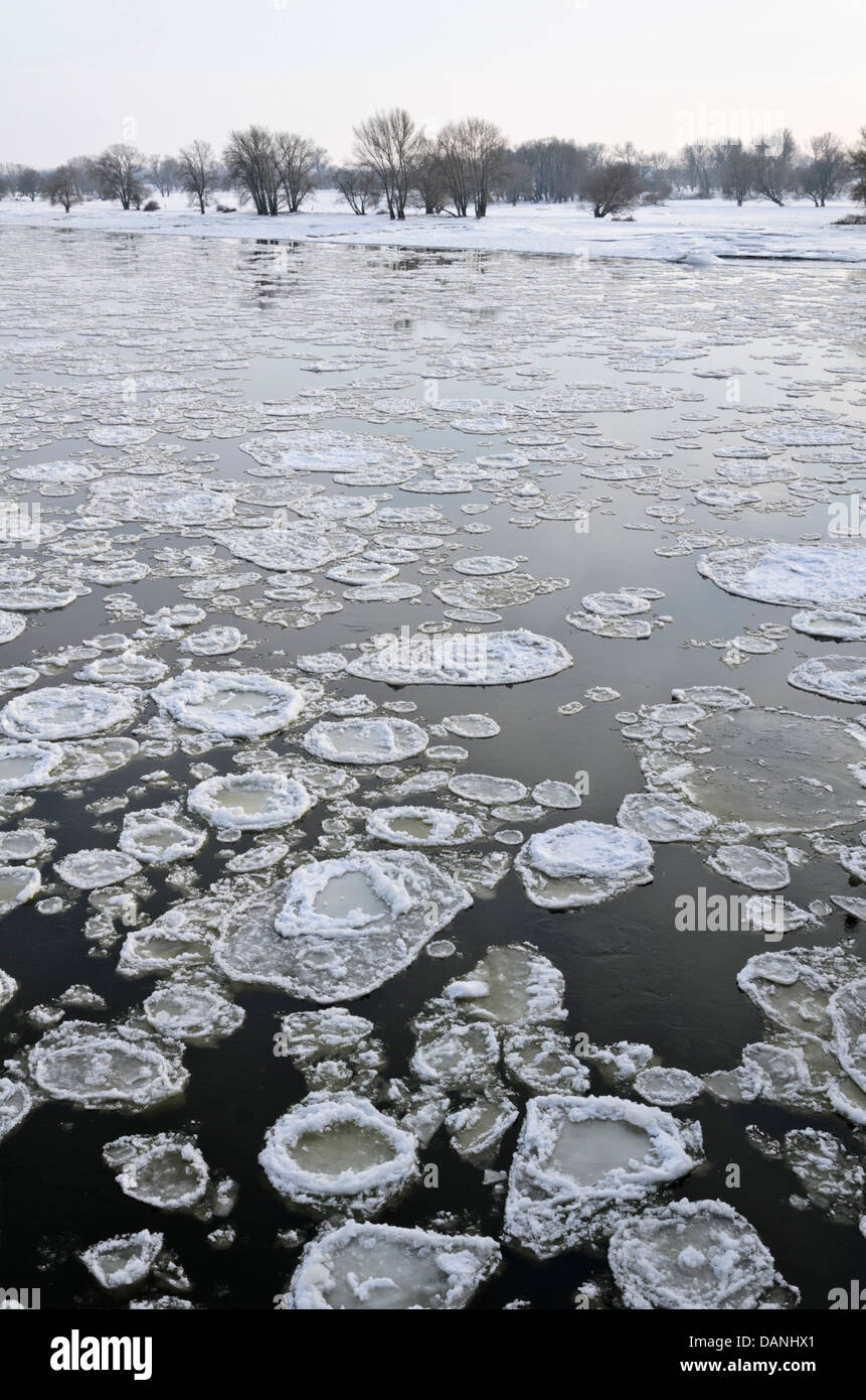 La deriva di ghiaccio sul fiume Elba, flusslandschaft elba riserva della biosfera, Germania Foto Stock