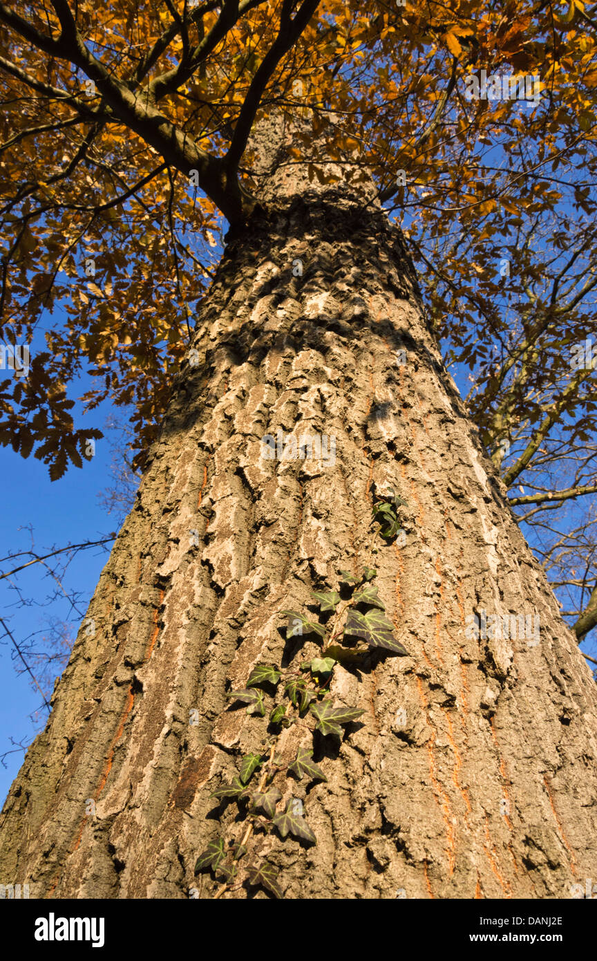 Cerro (Quercus cerris) e comuni edera (Hedera helix) Foto Stock