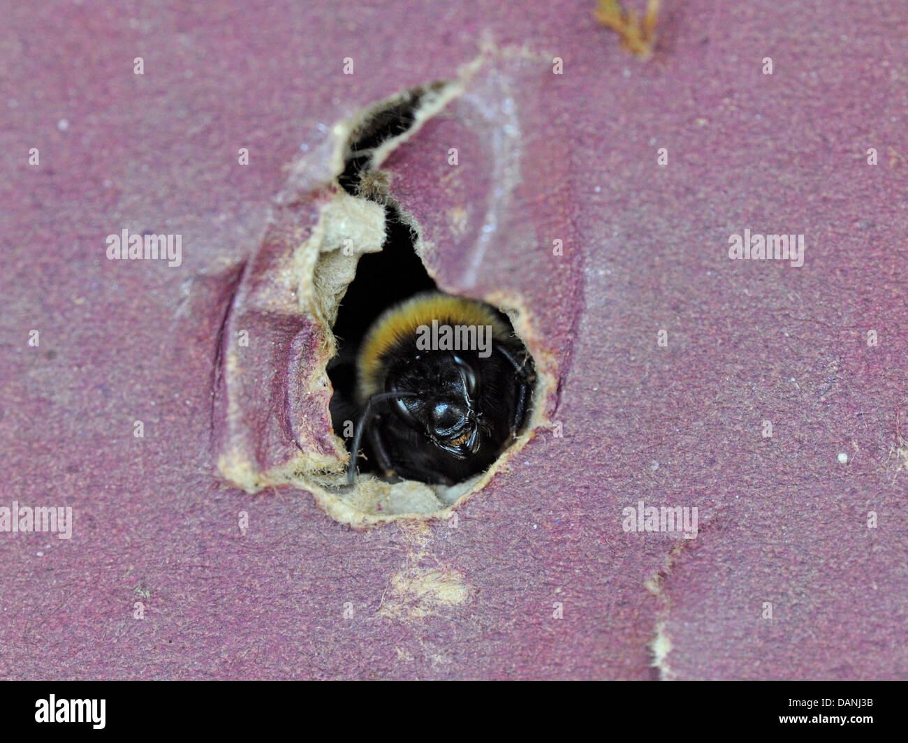 Un felice Bumble Bee in una scatola di cartone nido, sbirciando fuori da un foro. Foto Stock