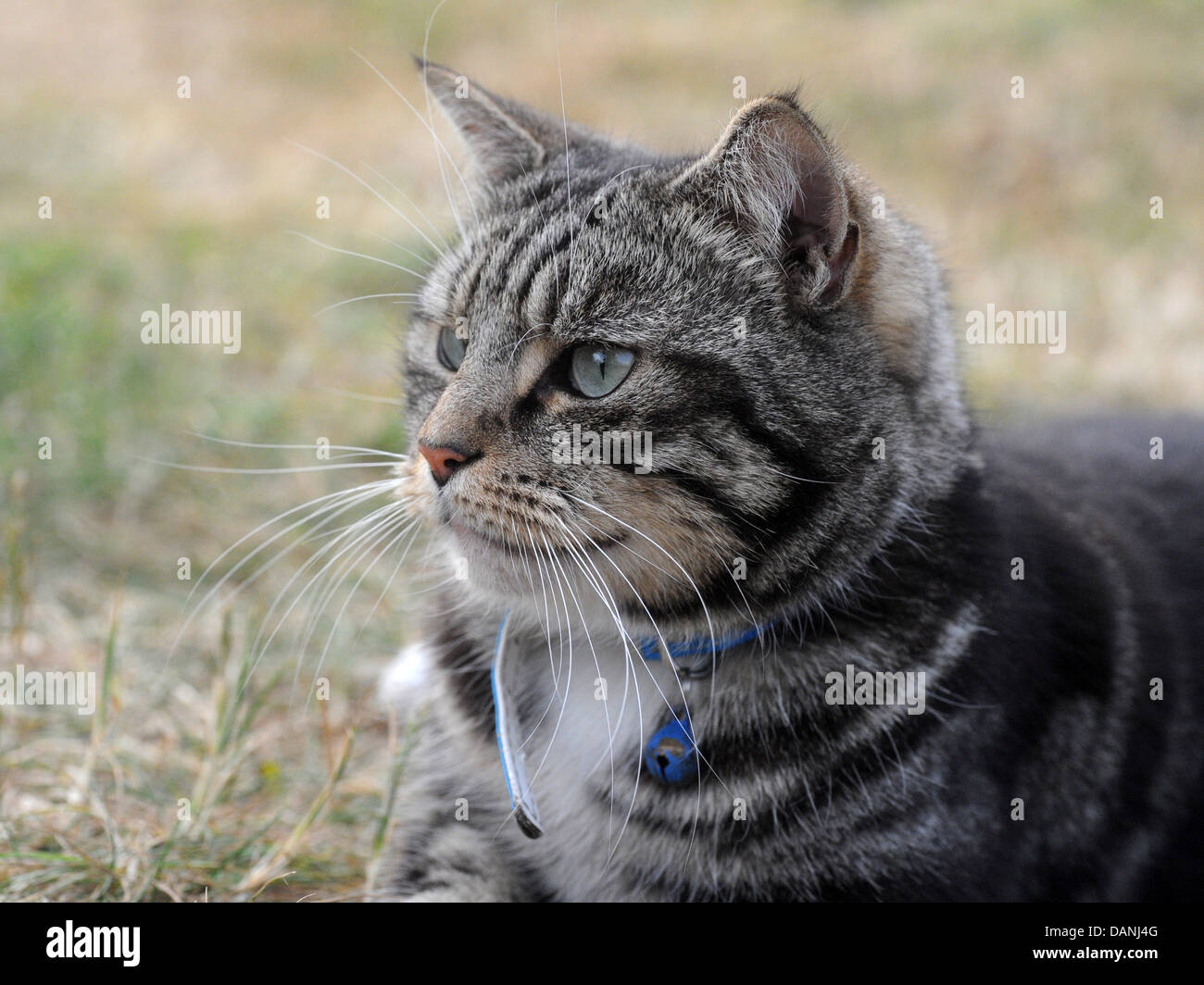 Un adulto sano tabby cat seduto sull'erba, il contenuto. Foto Stock