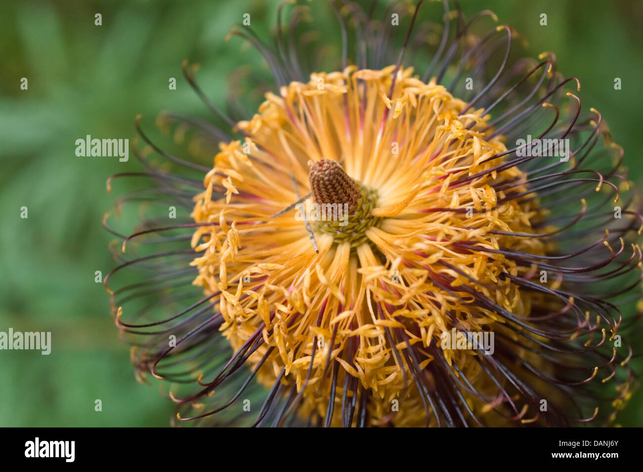 Forcina banksia (banksia spinulosa) Foto Stock