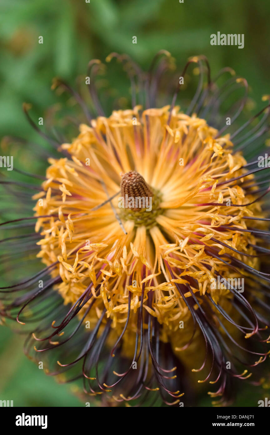 Forcina banksia (banksia spinulosa) Foto Stock