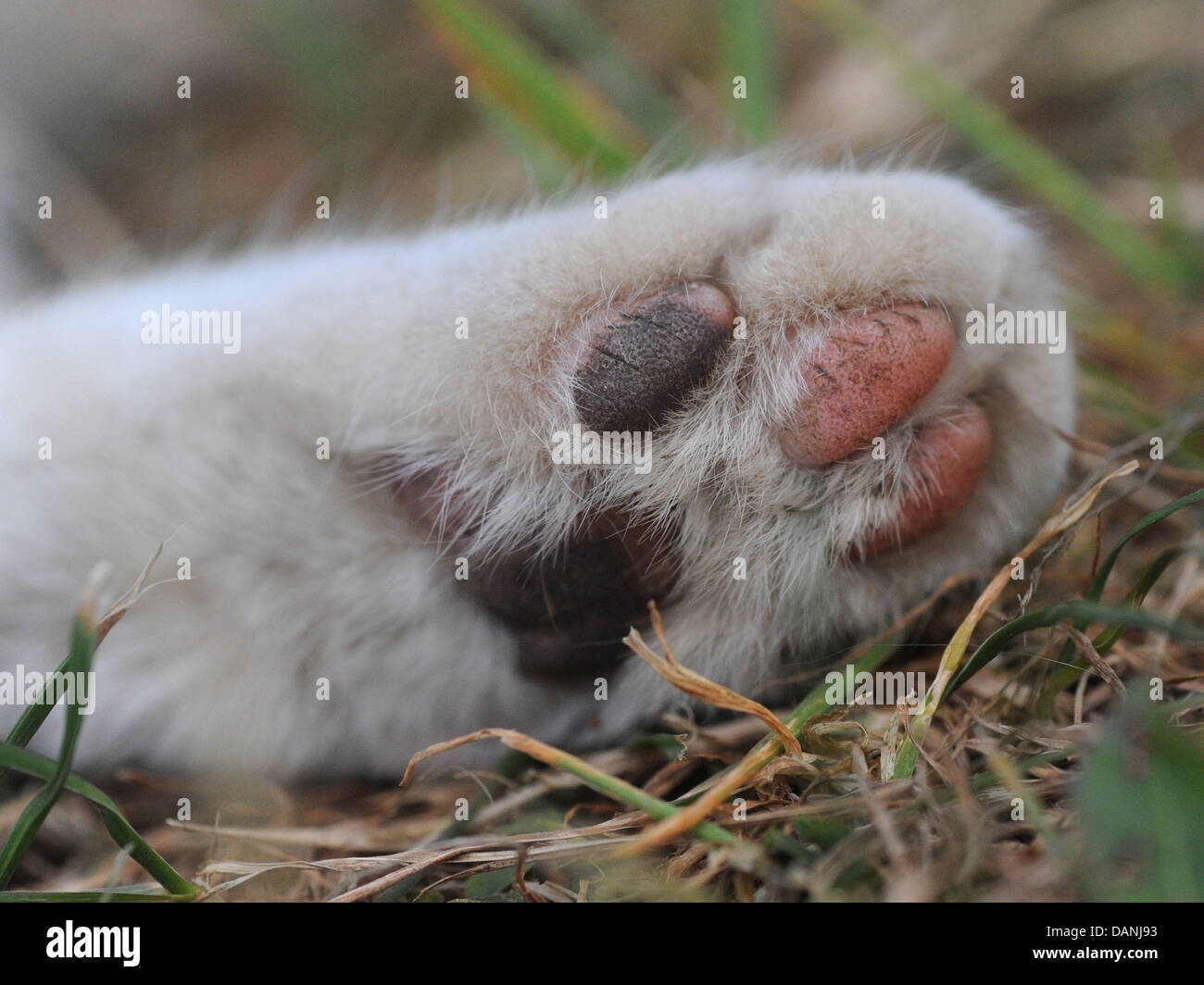 Un close-up di un gatto zampa. Foto Stock