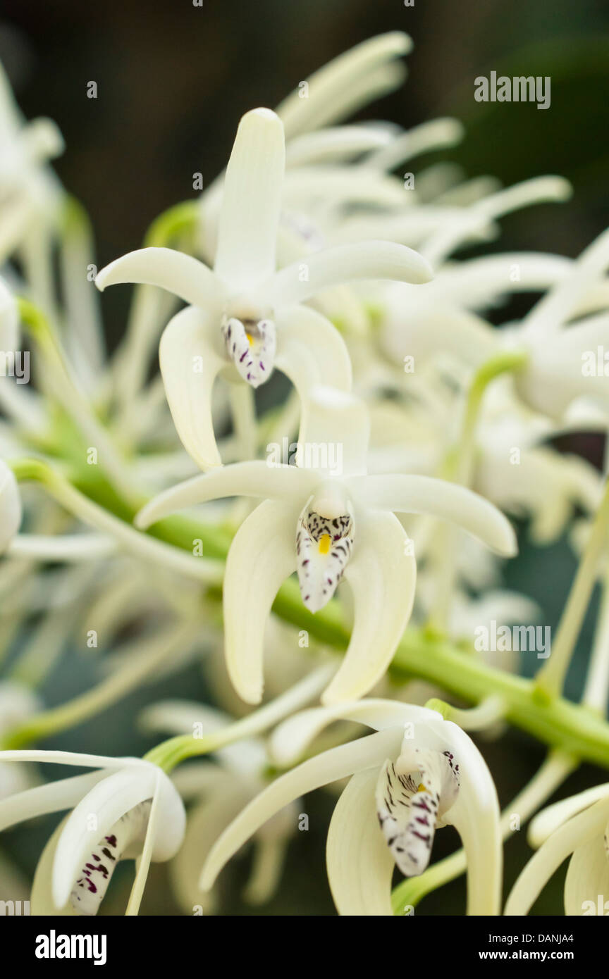Eccezionale dendrobium (dendrobium speciosum) Foto Stock