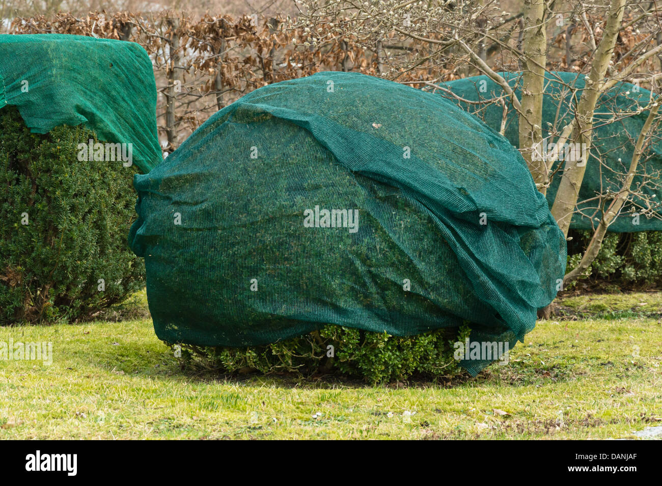 Comune di legno di bosso (Buxus sempervirens) con protezione invernale Foto Stock