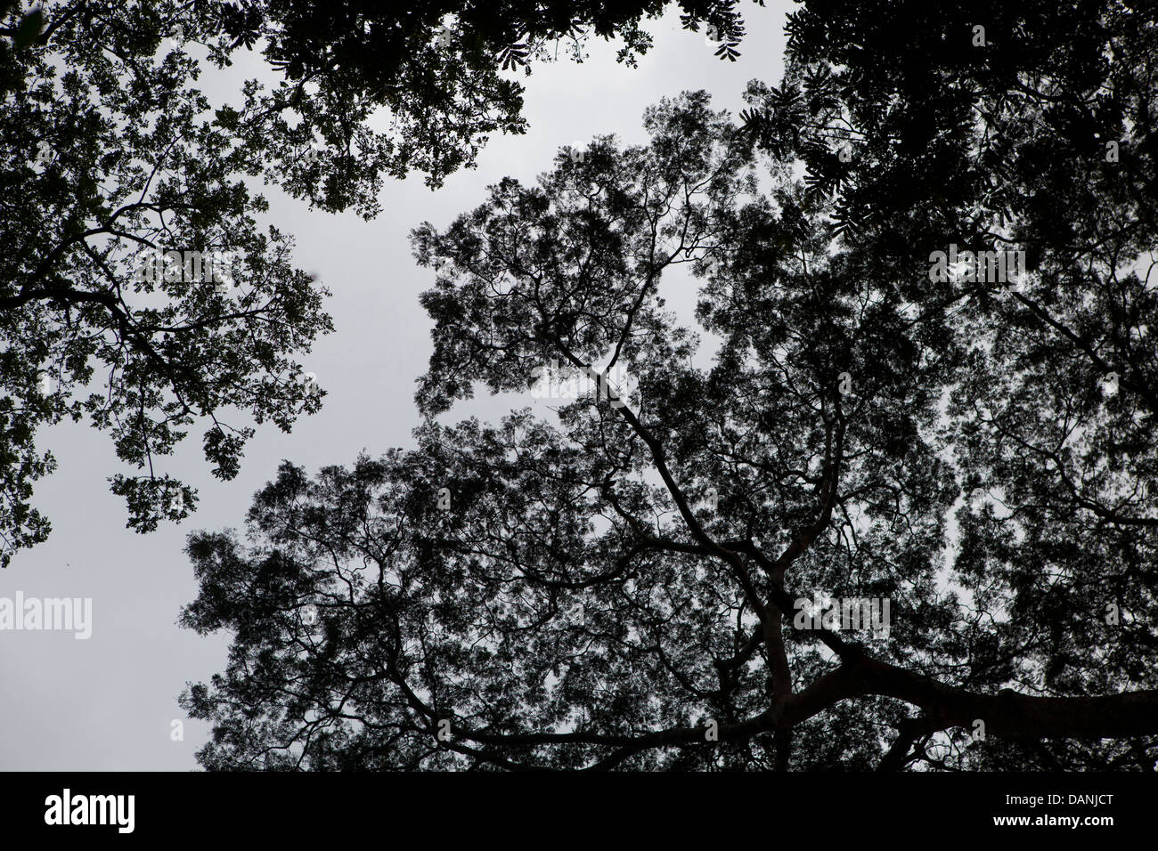 Foresta pluviale vergine in Sierra Leone. Foto Stock