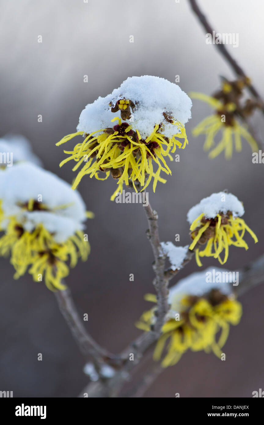 Amamelide (hamamelis x intermedia "primavera") Foto Stock
