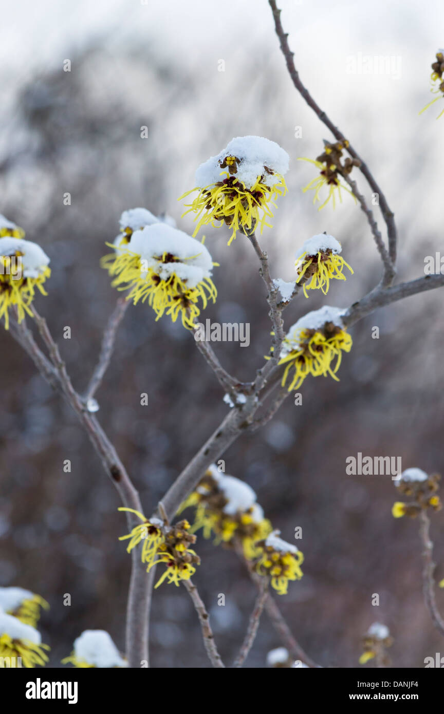Amamelide (hamamelis x intermedia "primavera") Foto Stock