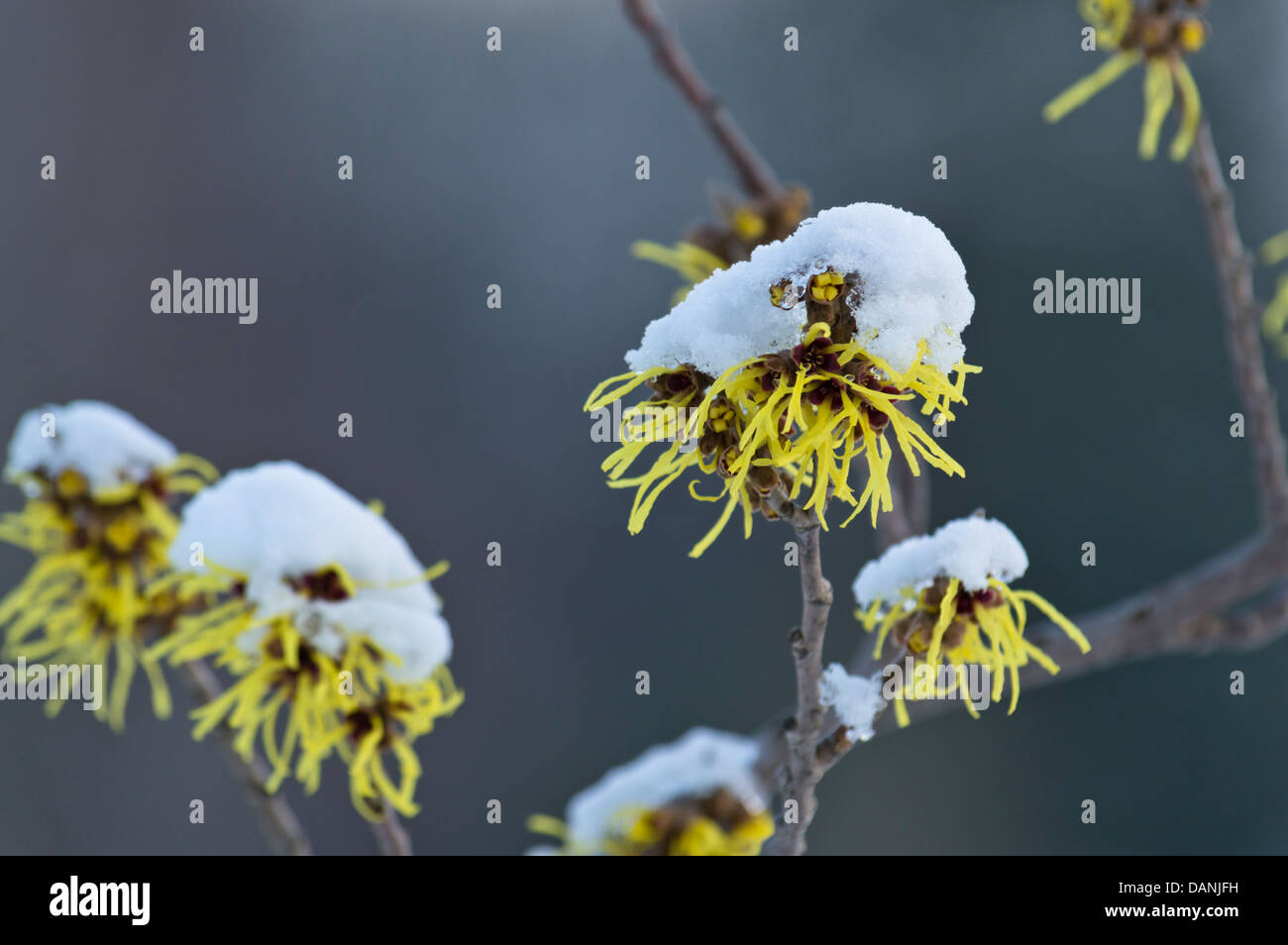 Amamelide (hamamelis x intermedia "primavera") Foto Stock