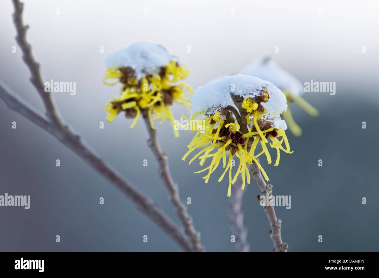 Amamelide (hamamelis x intermedia "primavera") Foto Stock