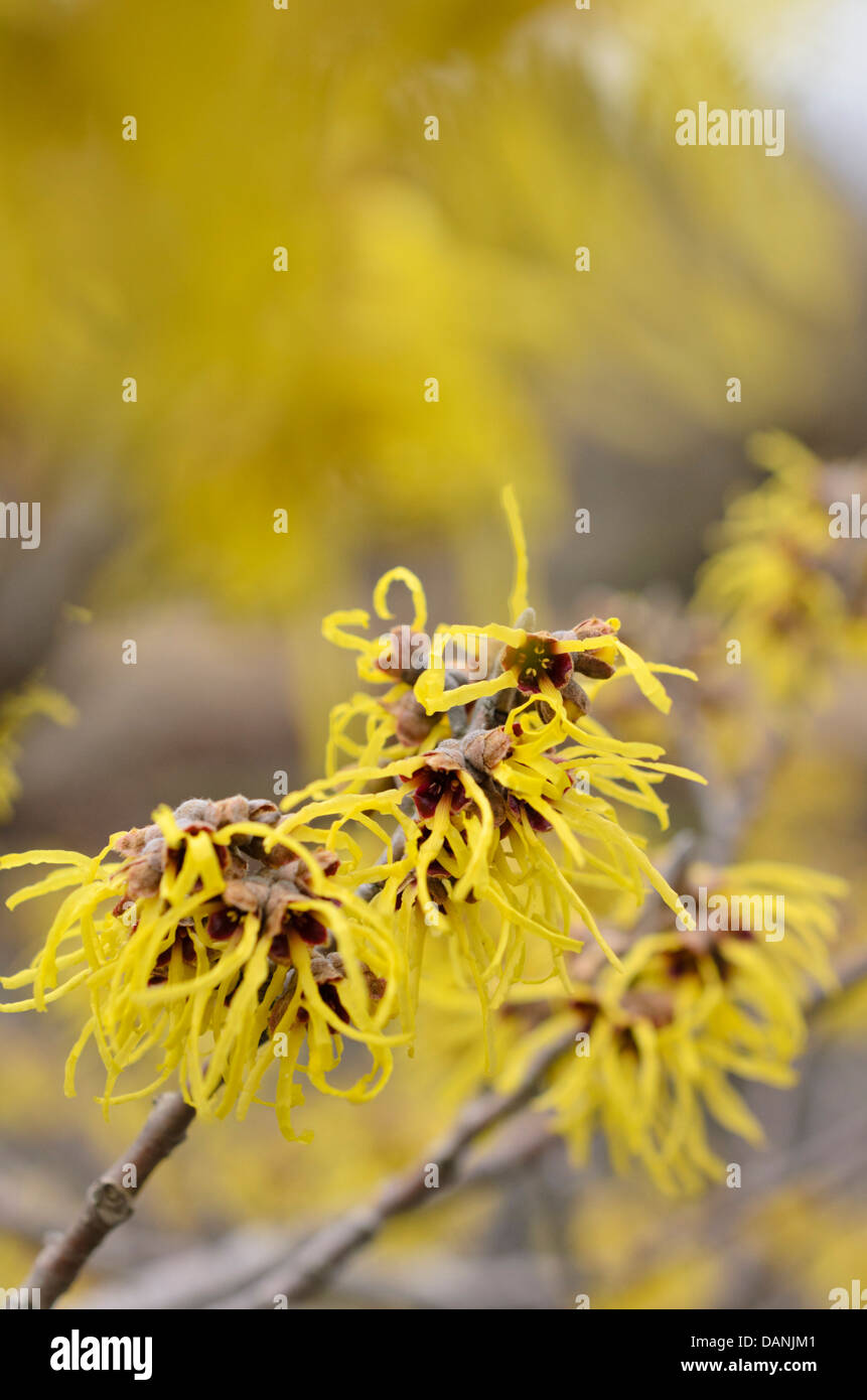 Amamelide (hamamelis x intermedia "primavera") Foto Stock