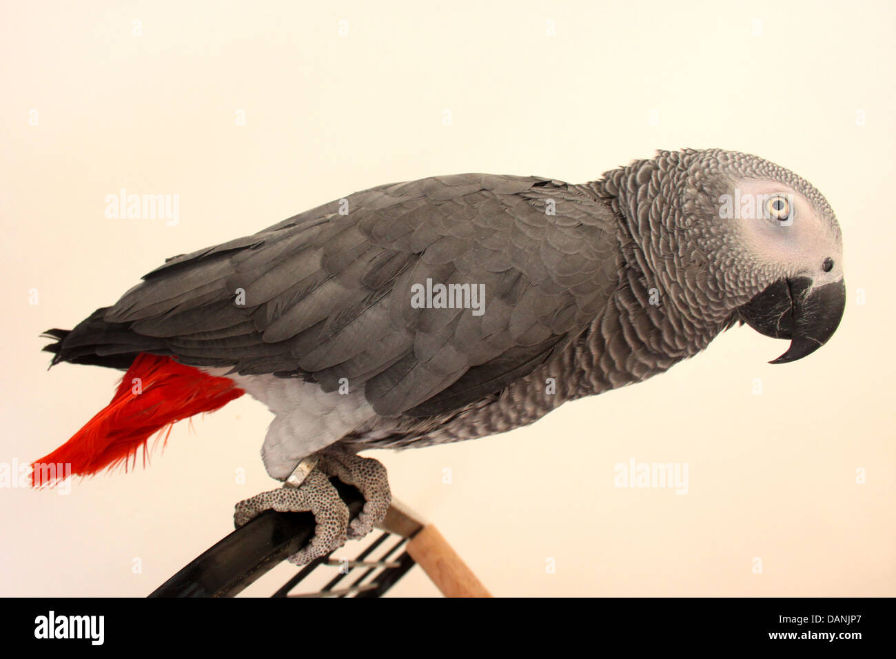 Pappagallo grigio del Gabon. Foto Stock