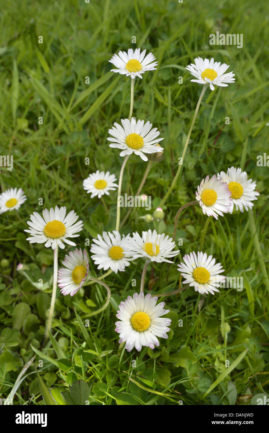 DAISY Bellis perennis (Asteraceae) Foto Stock