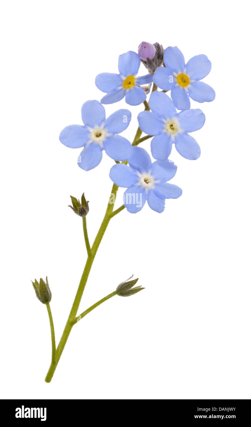 Dimenticare di legno-ME-NON Myosotis sylvatica (Boraginaceae) Foto Stock