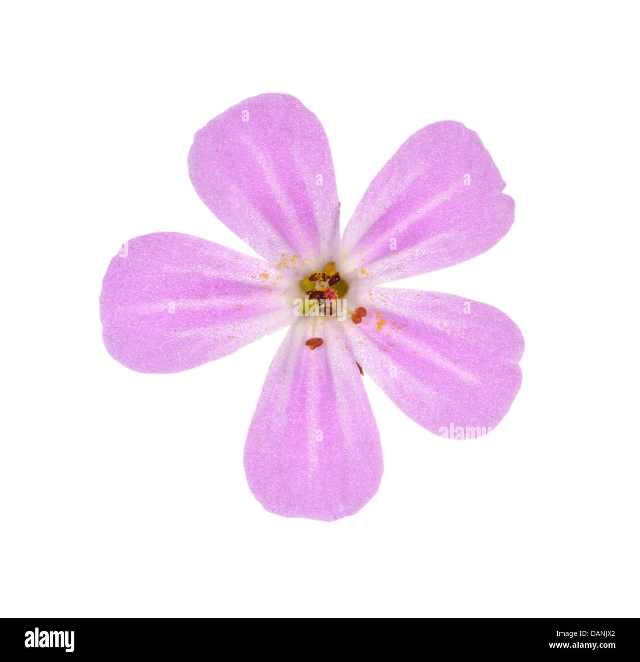 Erba-ROBERT Geranium robertianum (Geraniaceae) Foto Stock