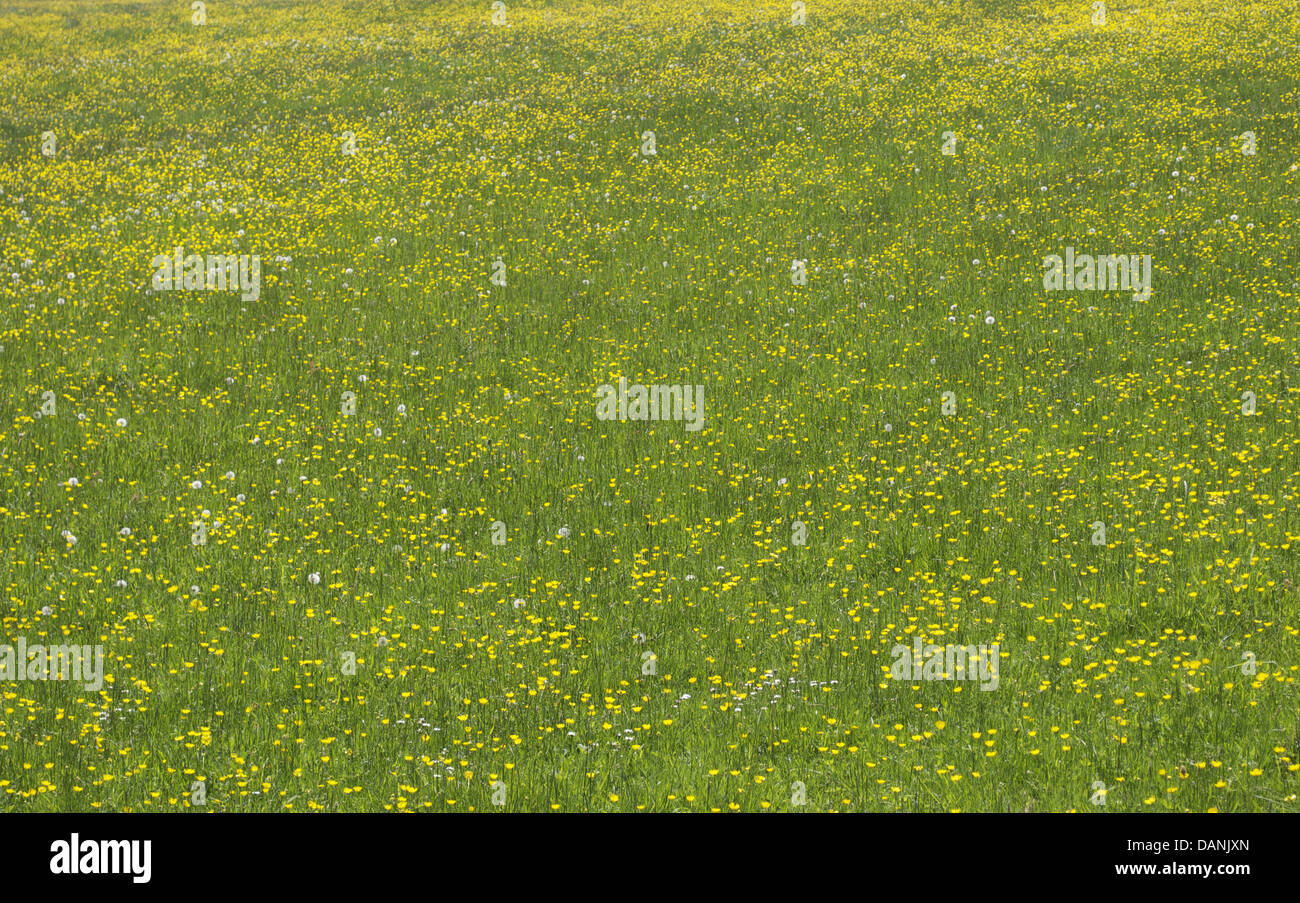 Piccoli fiori di colore giallo e verde erba Foto Stock