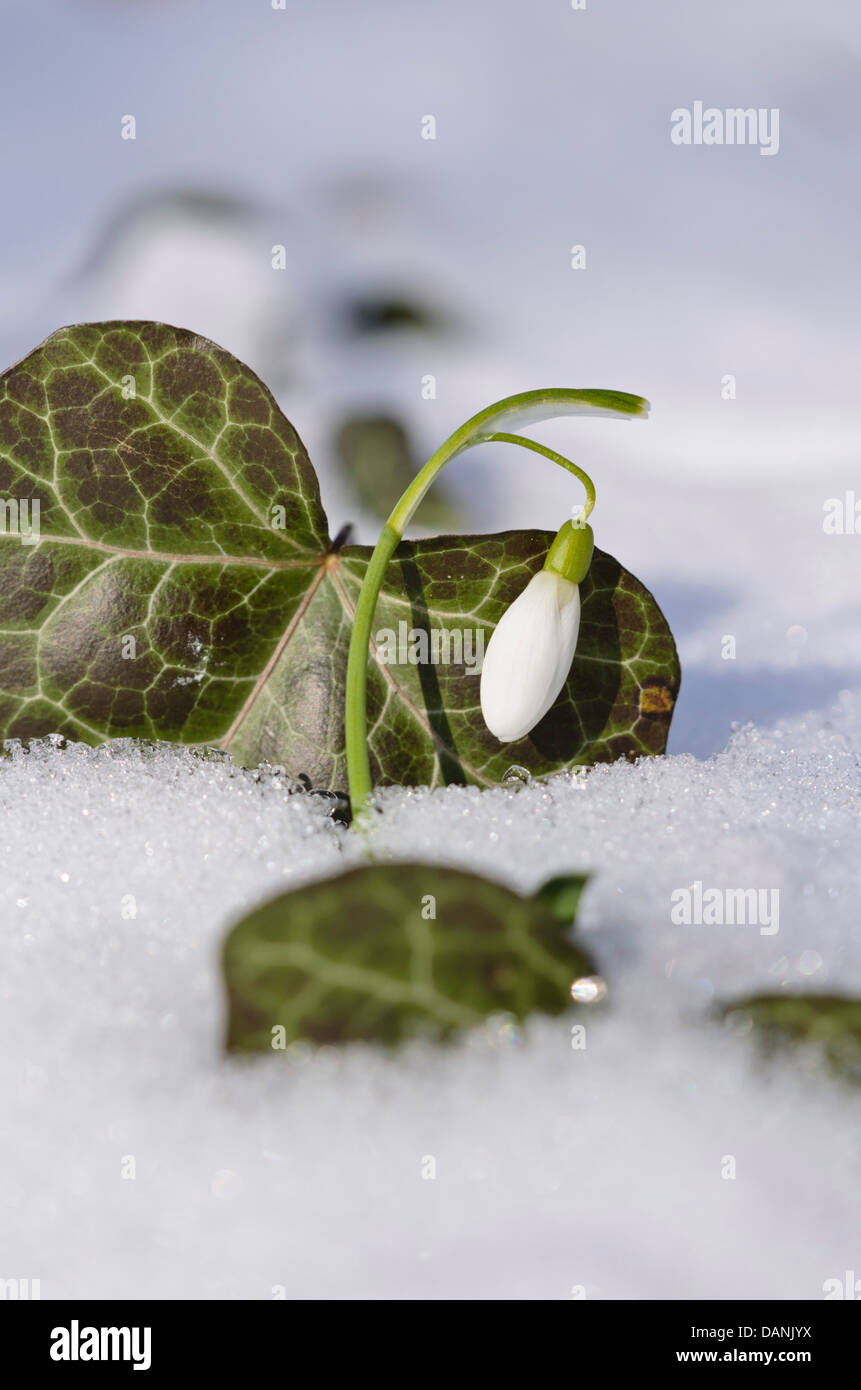 Comune (snowdrop Galanthus nivalis) e comuni edera (Hedera helix) Foto Stock