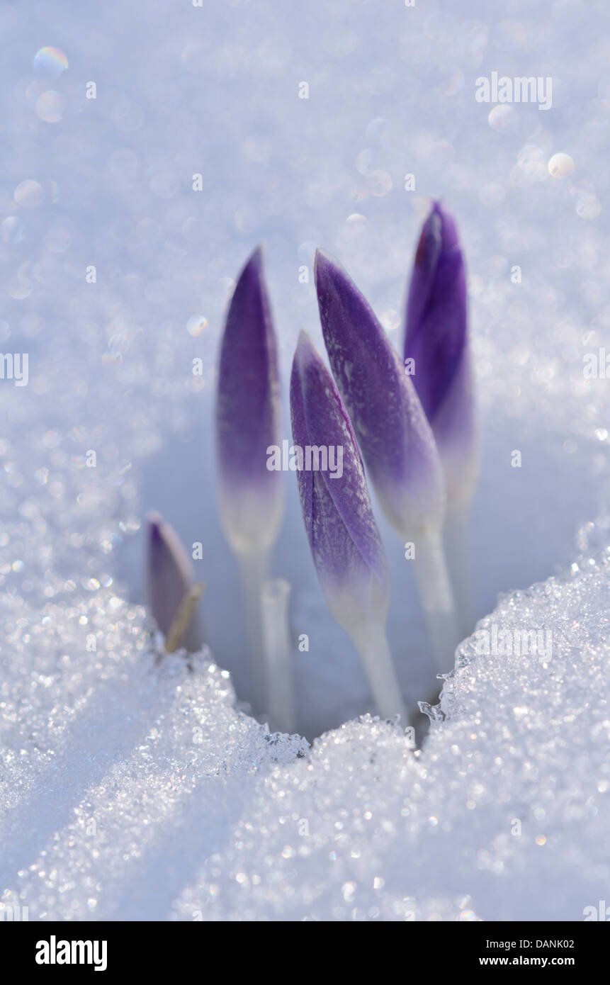 Inizio crocus (crocus tommasinianus) Foto Stock