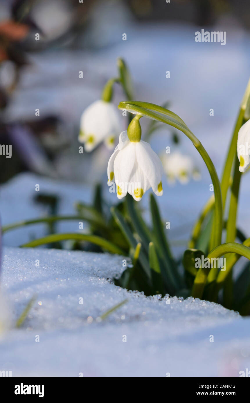 Il simbolo del fiocco di neve di primavera (leucojum vernum) Foto Stock