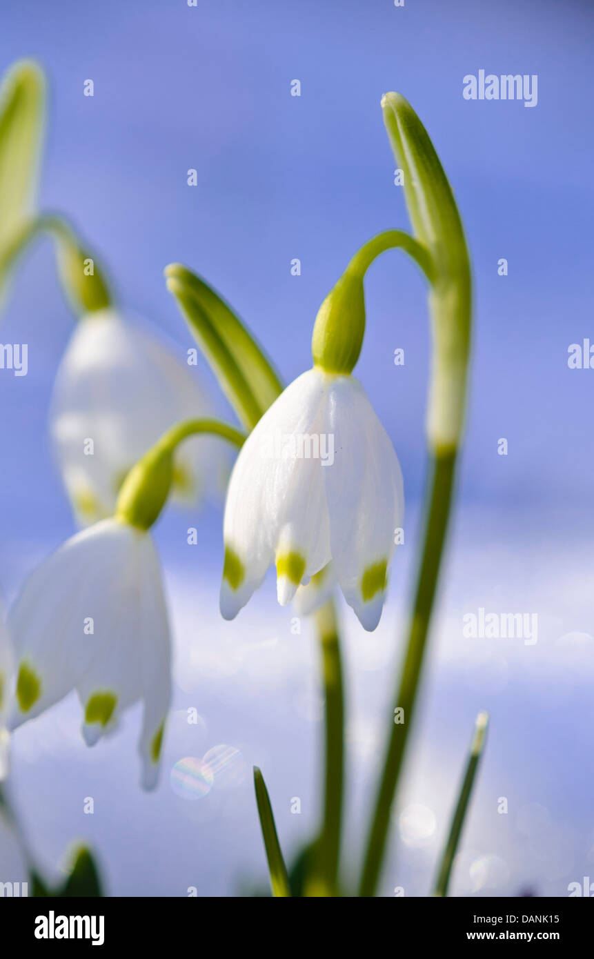 Il simbolo del fiocco di neve di primavera (leucojum vernum) Foto Stock