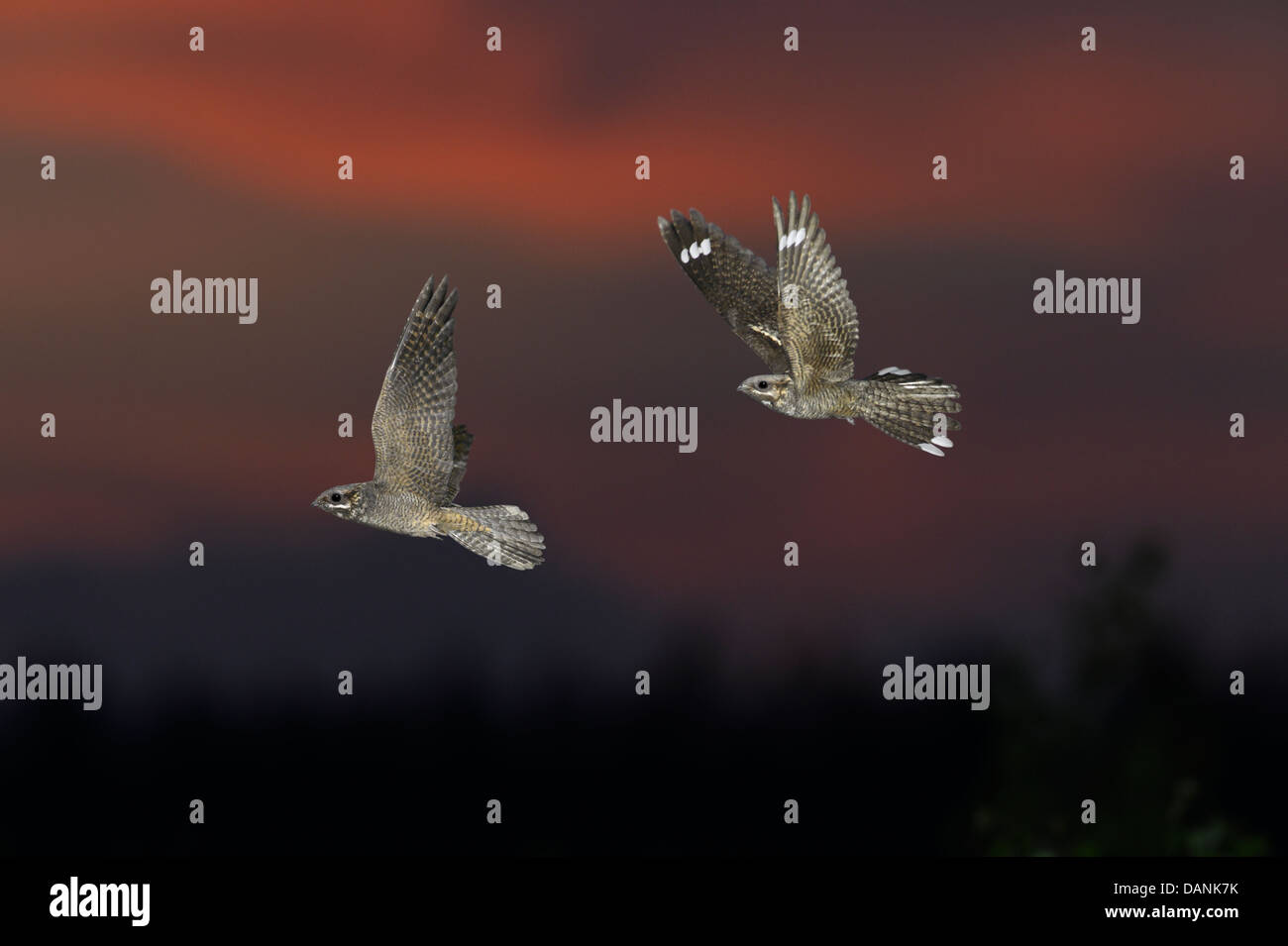 Il Nightjar Caprimulgus europaeus - maschio e femmina in volo Foto Stock