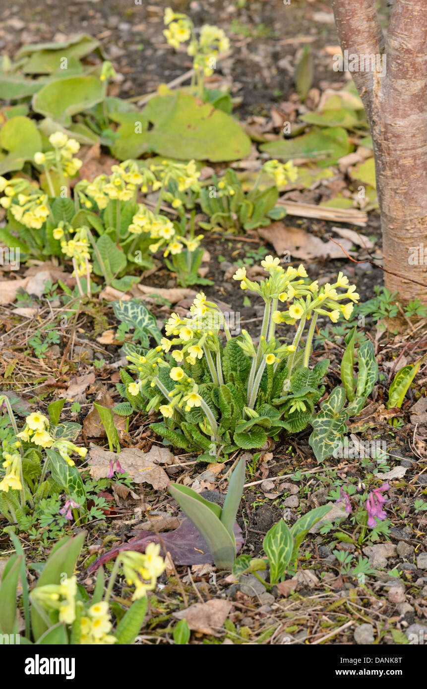 Vero oxlip (primula elatior) Foto Stock