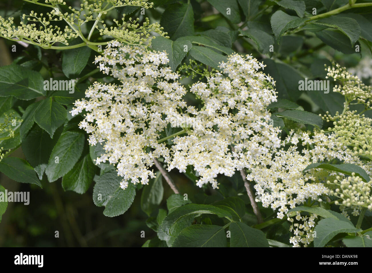Sambuco Sambucus nigra Caprifoliaceae Foto Stock