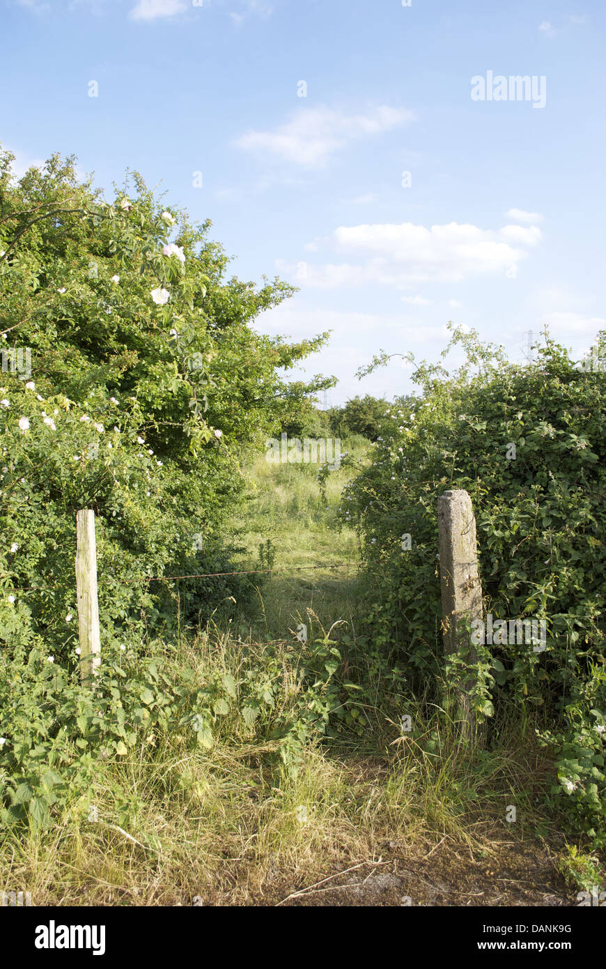 Apertura in hedgeway da campo a campo Foto Stock