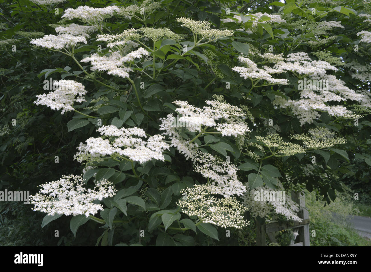 Sambuco Sambucus nigra Caprifoliaceae Foto Stock