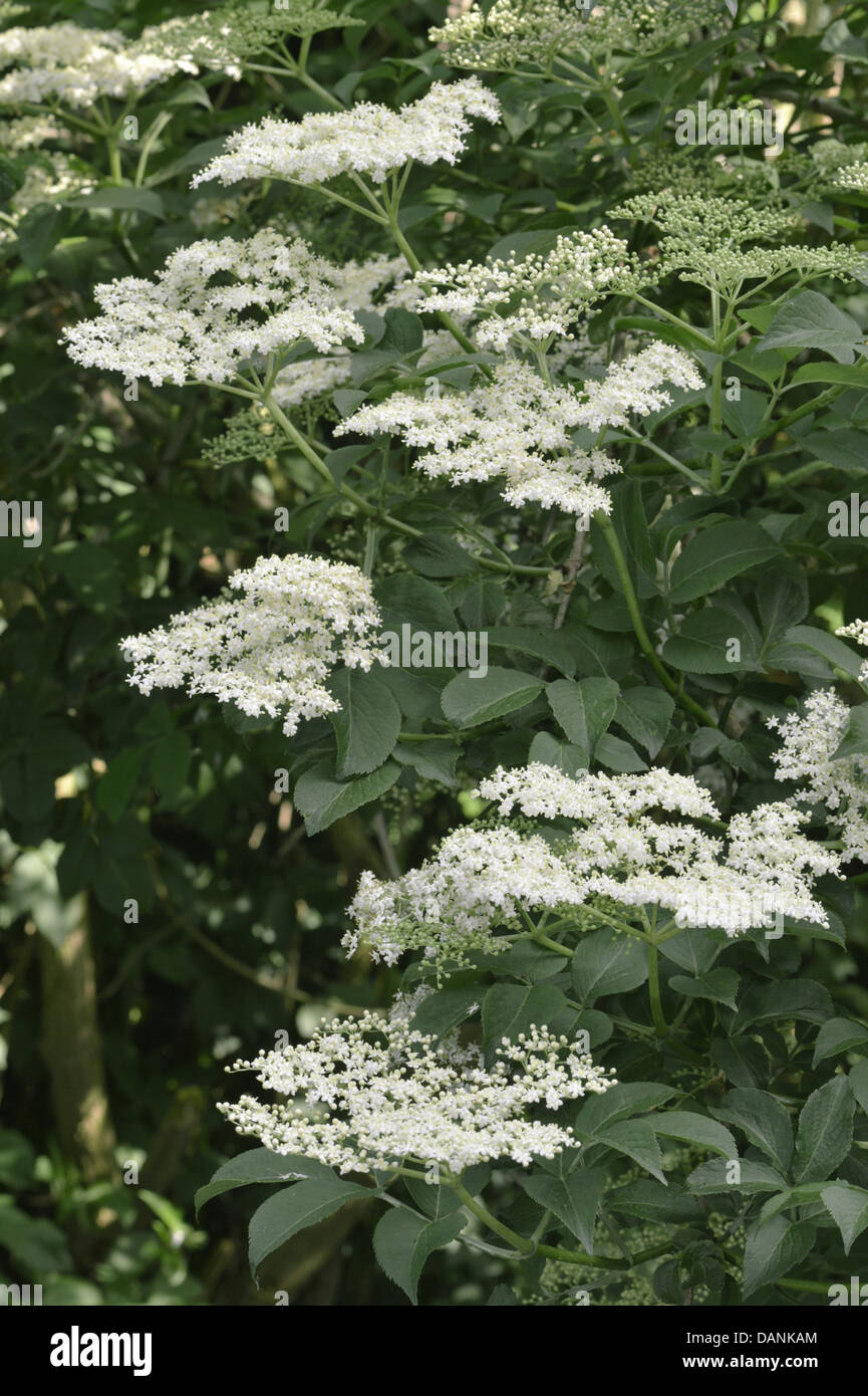 Sambuco Sambucus nigra Caprifoliaceae Foto Stock