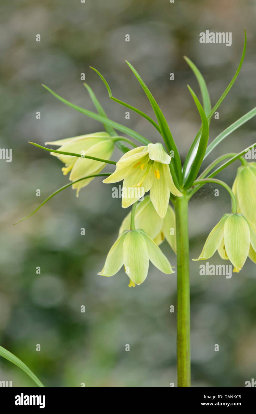 Fritillary (fritillaria raddeana) Foto Stock