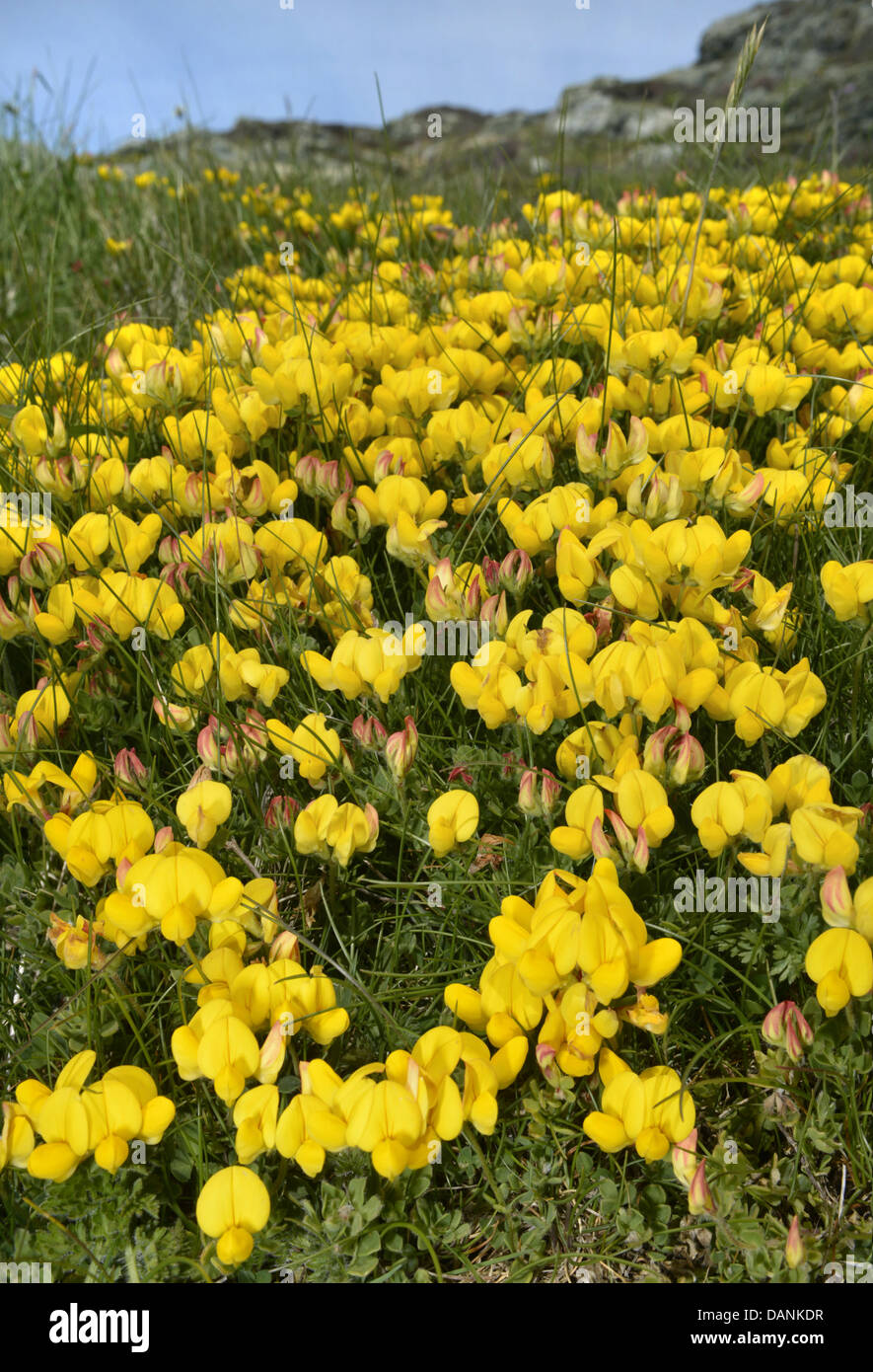 COMMON Bird's-piede-TREFOIL Lotus corniculatus (Fabaceae) Foto Stock