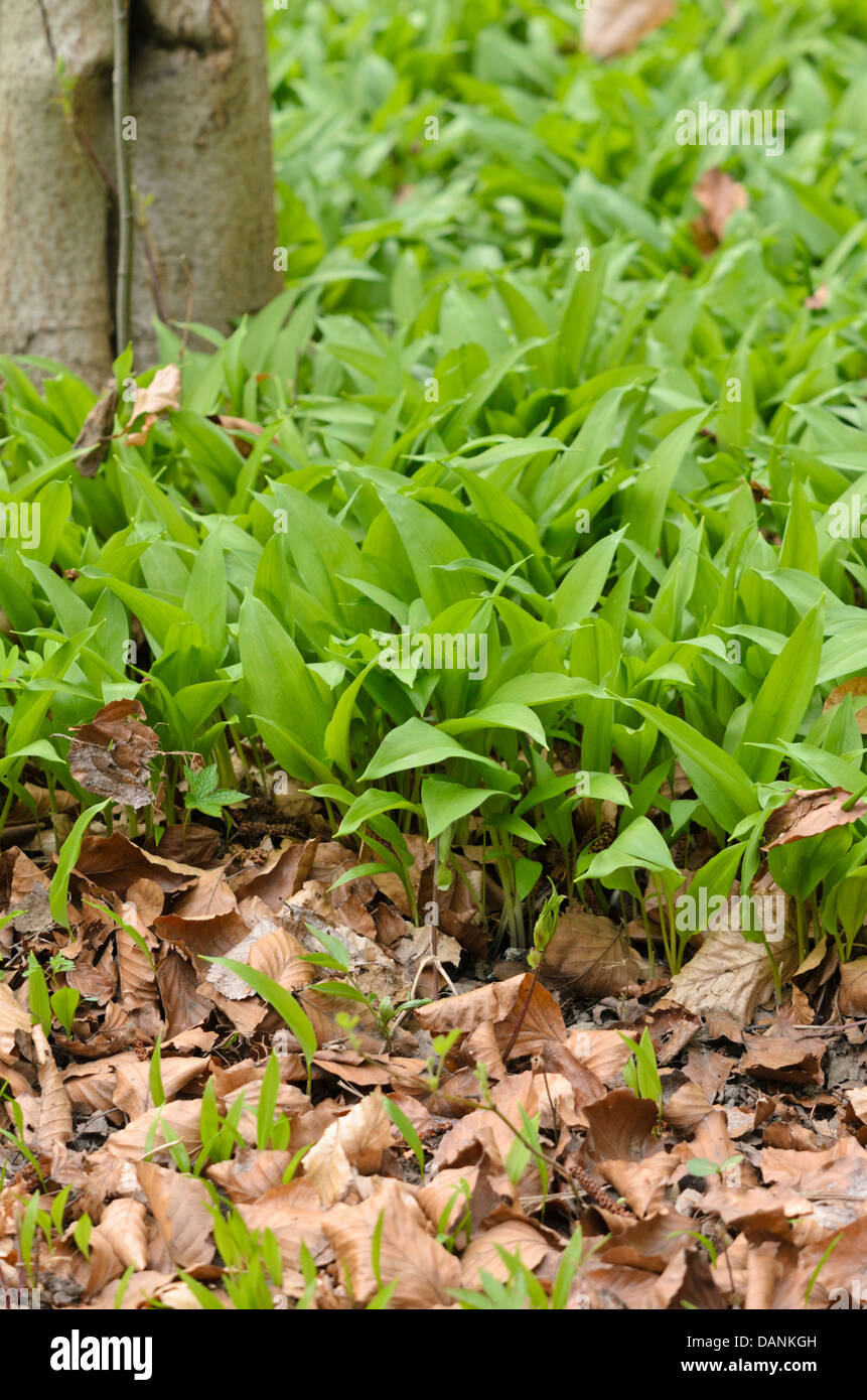 Legno l'aglio (Allium ursinum) Foto Stock