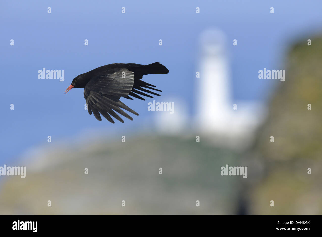 Chough Pyrrhocorax pyrrhocorax Foto Stock