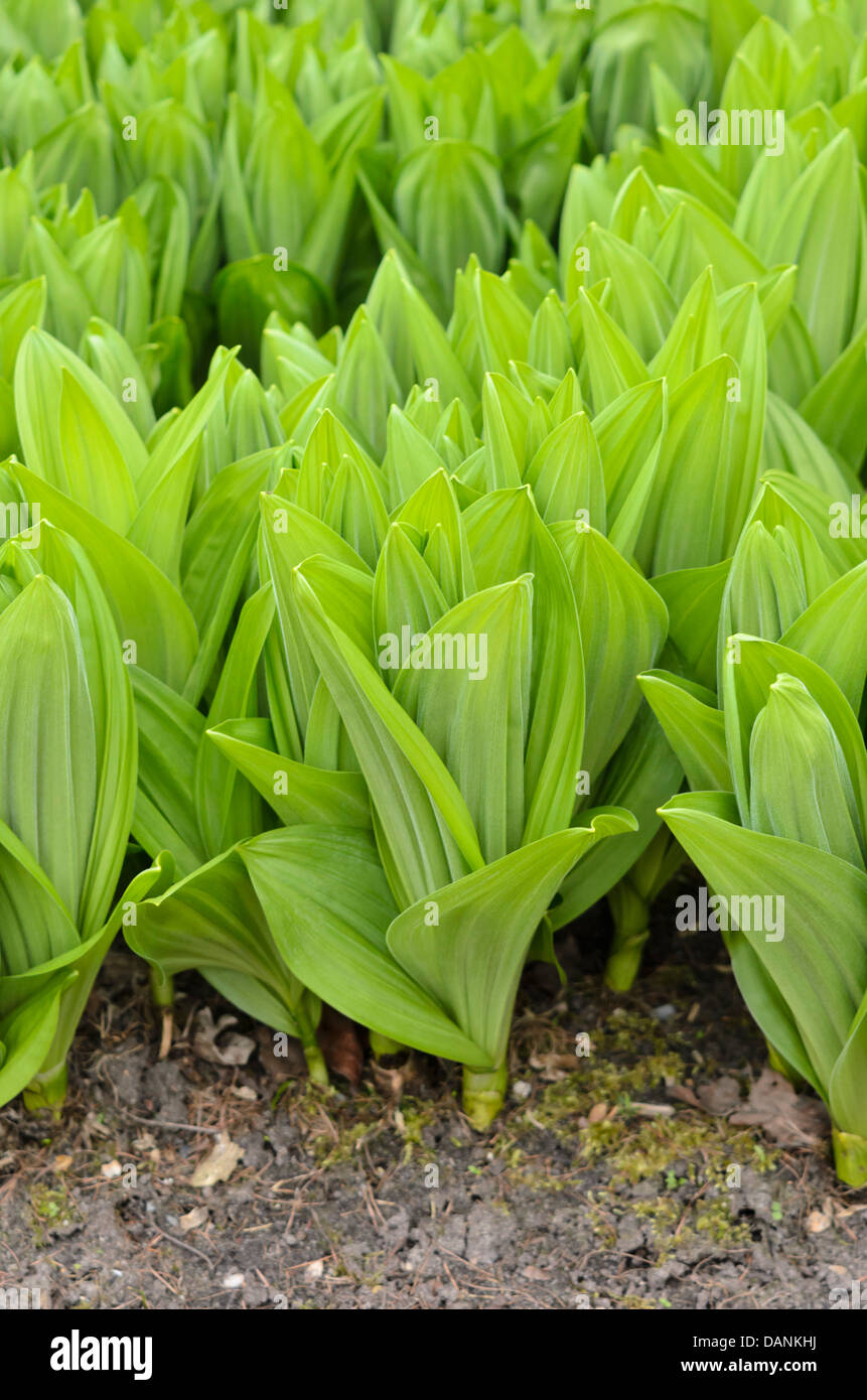 Veratrum bianco (Veratrum album) Foto Stock