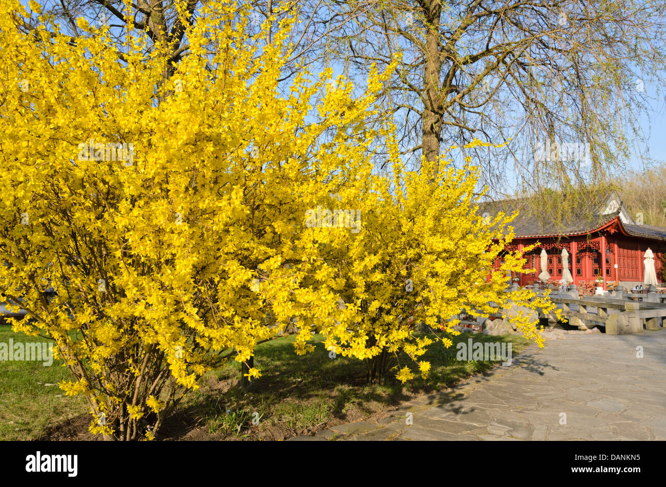 Coltivazione di confine (coltivazione x intermedia), giardino cinese, Erholungspark Marzahn di Berlino, Germania Foto Stock