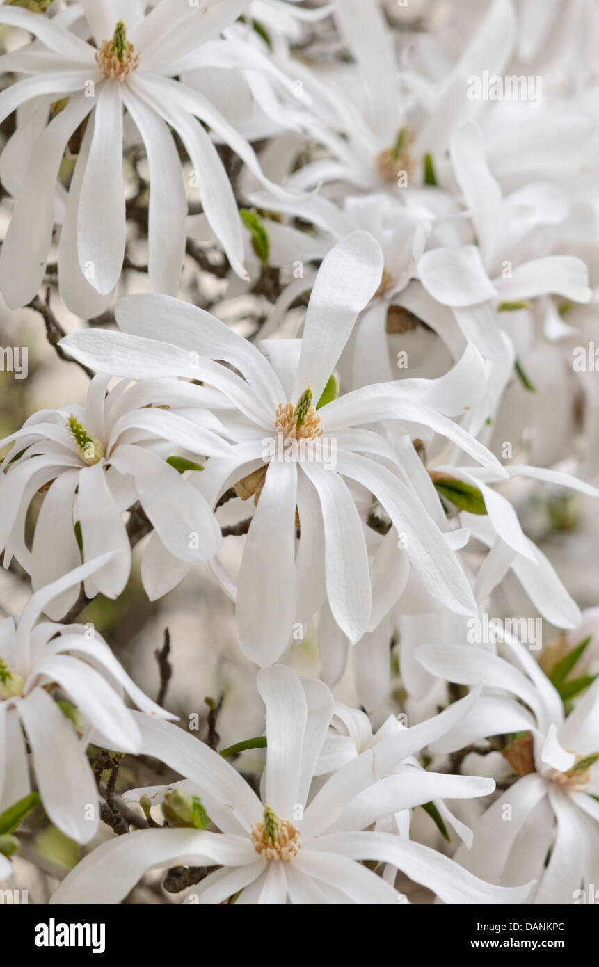 Star magnolia (Magnolia stellata) Foto Stock