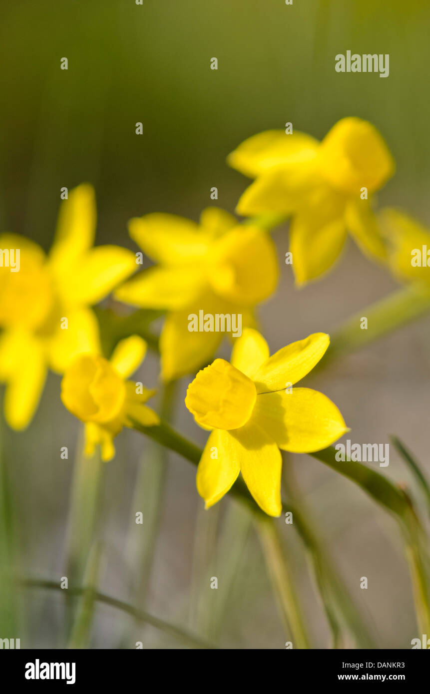 Daffodil (Narcissus assoanus) Foto Stock